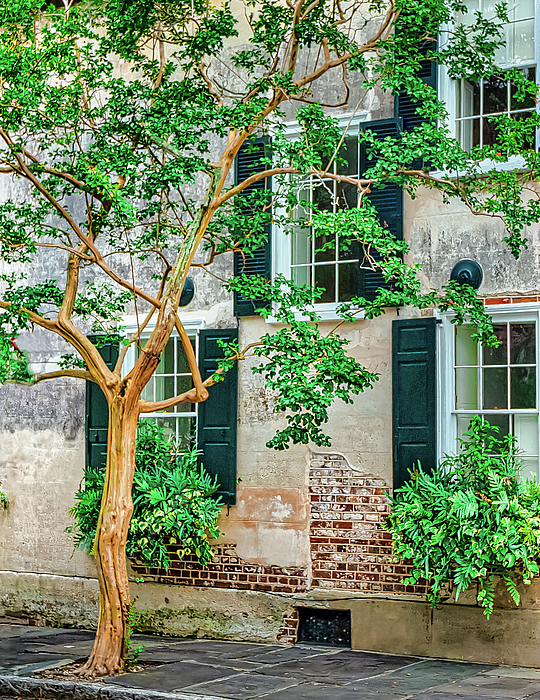 Rob Franklin - A Tree in Charleston