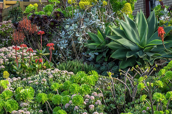 Bette Devine - A Very Succulent Garden