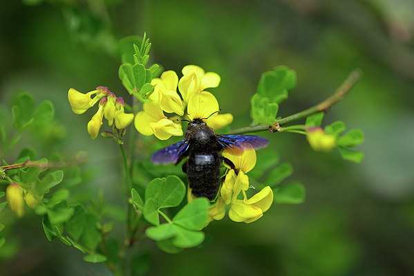 Stefan Rotter - A violet Carpenter Bee visiting a yellow flower