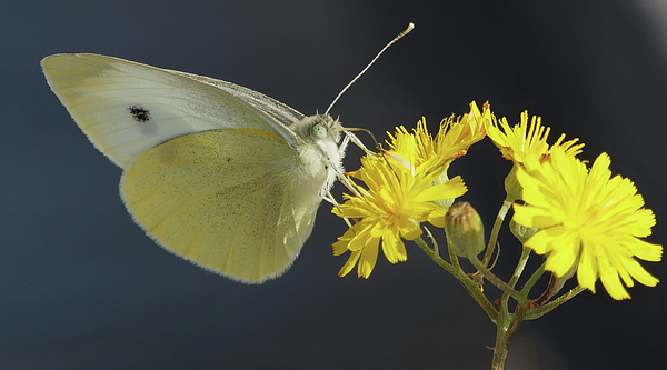 Eric BRENAC - A white butterfly on a yellow flower