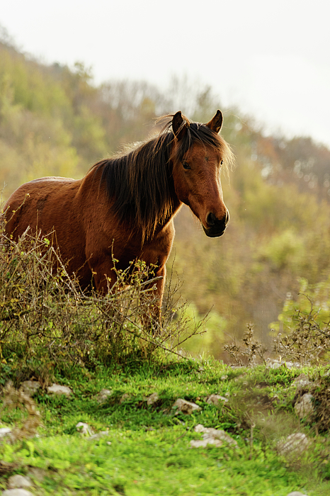 Nina Kulishova - A Wild Horse in Mountain 1