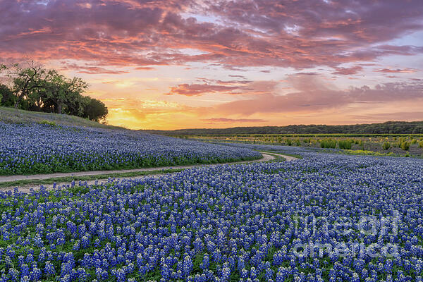 Bee Creek Photography - Tod and Cynthia - A Winding Road Through Bluebonnets at Sunset - Wildflower landscape 