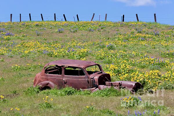 Carol Groenen - Abandoned Car on Wildflower Hill with Fence