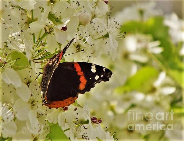 https://images.fineartamerica.com/images/artworkimages/medium/3/admiral-butterfly-on-dogwood-tree-blooms-rory-cubel.jpg