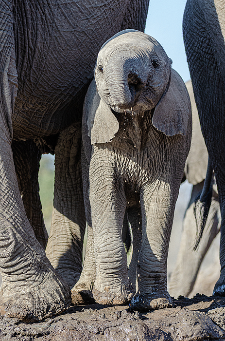 Elephant discount fuzzy blanket