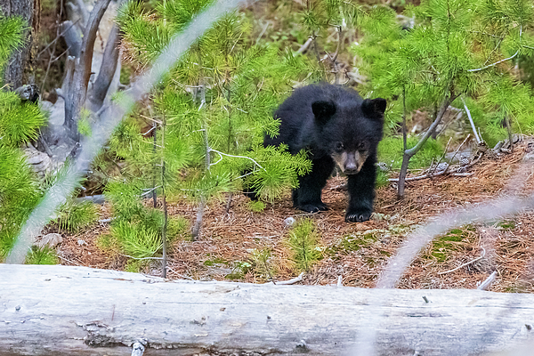 https://images.fineartamerica.com/images/artworkimages/medium/3/adorable-black-bear-cub-michael-maier.jpg