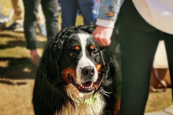 Dennis Baswell - Adult Bernese Mountain Dog 