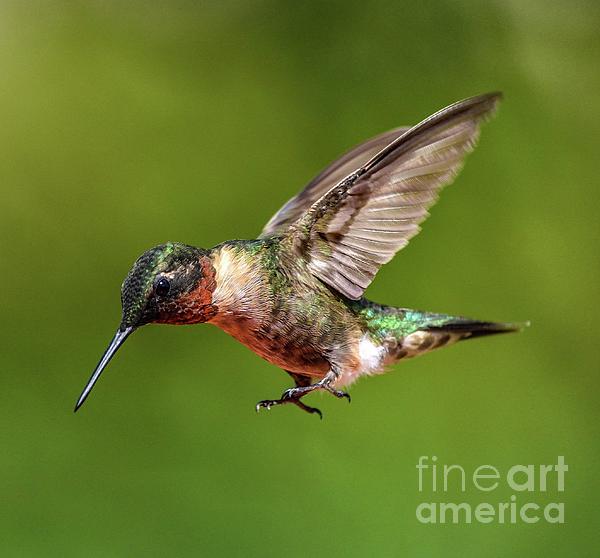 Cindy Treger - Adult Male Ruby-throated Hummingbird