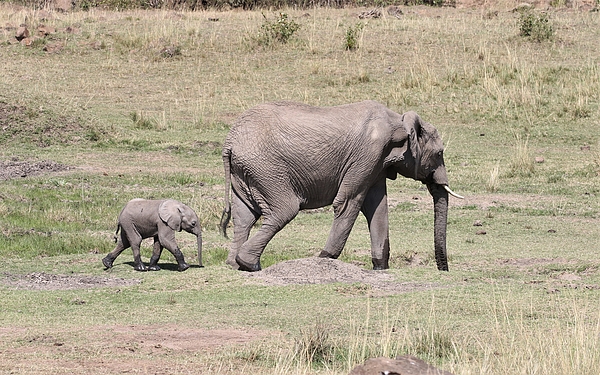 Debbie Blackman - African Elephant and calf