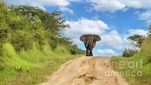 Baby African elephant Photograph by Jane Rix - Fine Art America