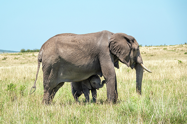 Sandi Kroll - African Elephant Mom and Baby