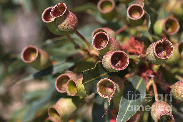 Nature Photographs