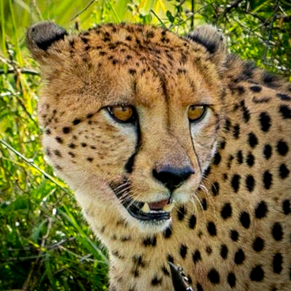 https://images.fineartamerica.com/images/artworkimages/medium/3/aftrican-cheetah-wildlife-by-logan.jpg