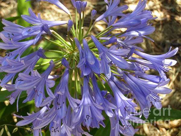 Agapanthus Flower Tall Mug