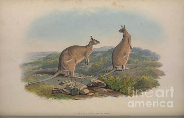 https://images.fineartamerica.com/images/artworkimages/medium/3/agile-wallaby-notamacropus-agilis-c3-historic-illustrations.jpg