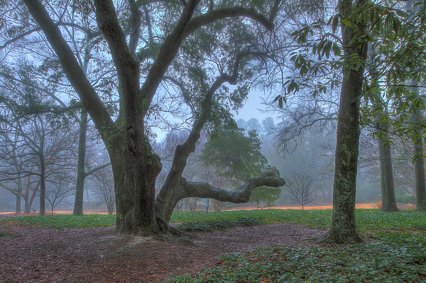 Steve Rich - Aiken Foggy Morning at Hopelands Gardens_Grandkids Tree