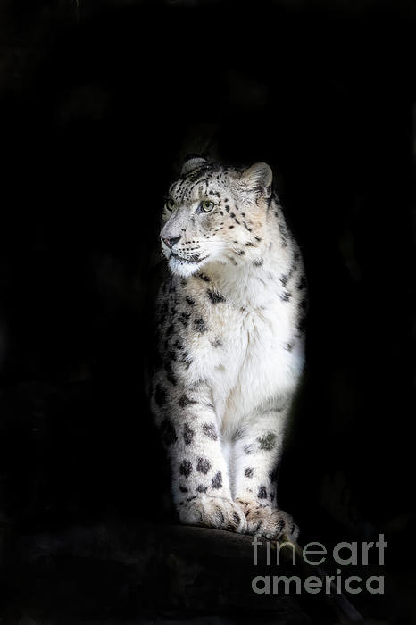 https://images.fineartamerica.com/images/artworkimages/medium/3/alert-adult-snow-leopard-on-black-background-with-space-for-text-jane-rix.jpg