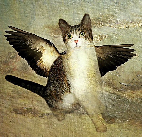 cat with angel wings art