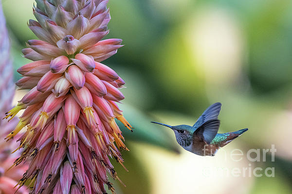 Allen's Hummingbird approaching Aloe Tote Bag by Robert Goodell - Pixels  Merch