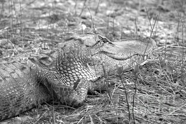 https://images.fineartamerica.com/images/artworkimages/medium/3/alligator-looking-away-black-and-white-adam-jewell.jpg