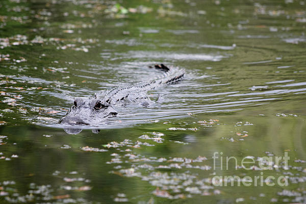 https://images.fineartamerica.com/images/artworkimages/medium/3/alligator-stealthily-moving-through-the-swamp-water-dejavu-designs.jpg