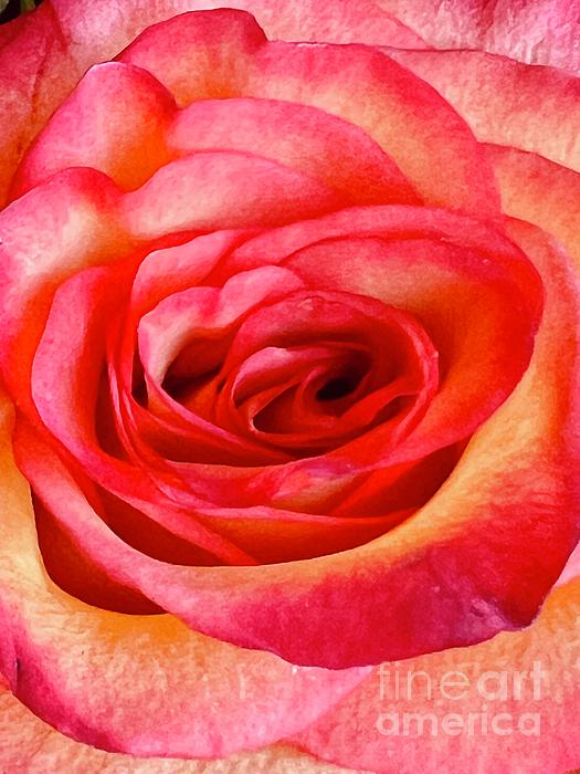 Saving Memories By Making Memories - Almost Watercolor Rose