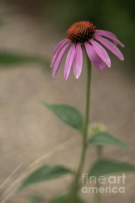 Natural Abstract Photography - Along the Prairie Road - Coneflower