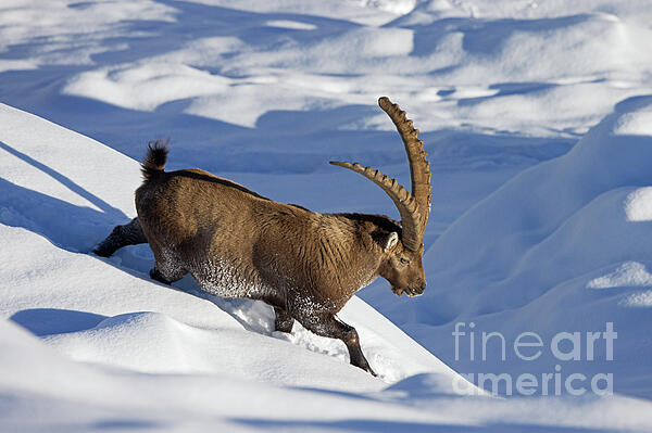 Arterra Picture Library - Alpine ibex in the Snow