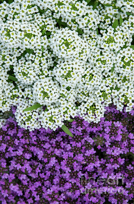 Blanket of 2025 snow flowers