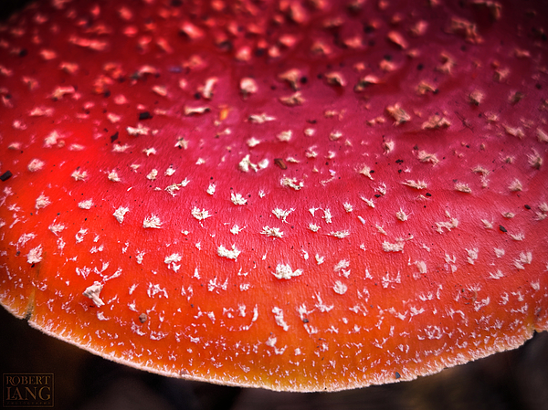 Mushroom Photographs