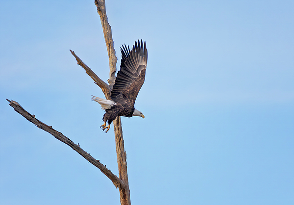 Steve Rich - American Bald Eagle - Phinizy Swamp Nature Park 2