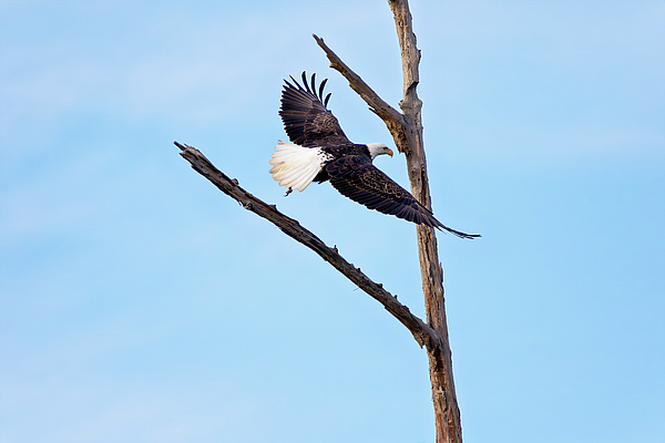 Steve Rich - American Bald Eagle - Phinizy Swamp Nature Park