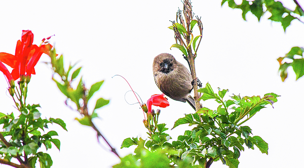Linda Brody - American Bushtit 1 