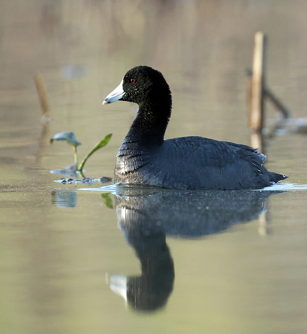 Steve Gass - American Coot 668, Indiana