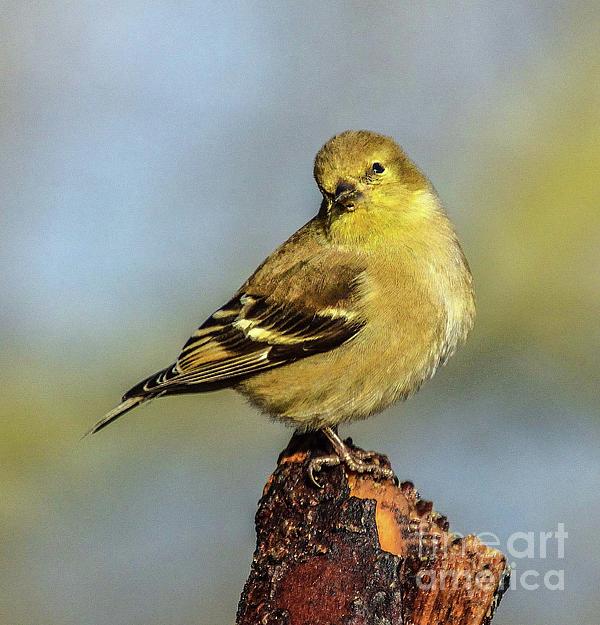 Cindy Treger - American Goldfinch - Male or Female