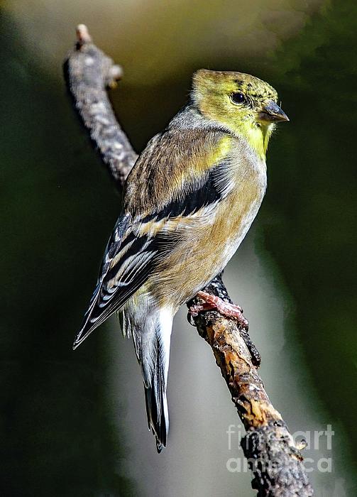 Cindy Treger - American Goldfinch