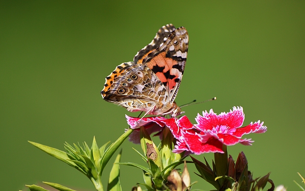 Gaby Ethington - American Lady Butterfly on Pink Dianthus Flowers