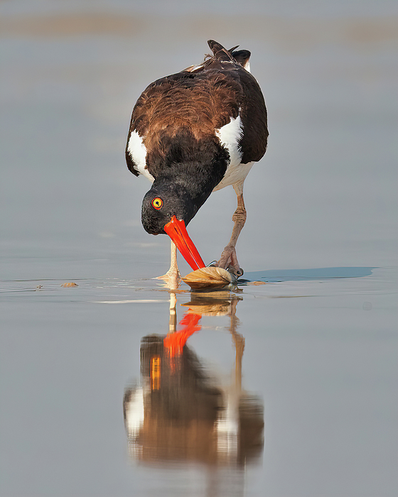 Jerry Fornarotto - American Oystercatcher at Nickerson Beach