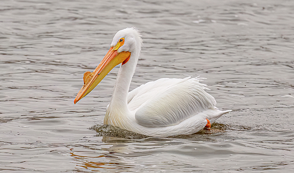 Morris Finkelstein - American White Pelican Swimming #2