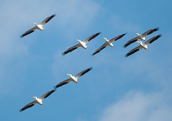 Julie Barrick - American White Pelicans in Flight II