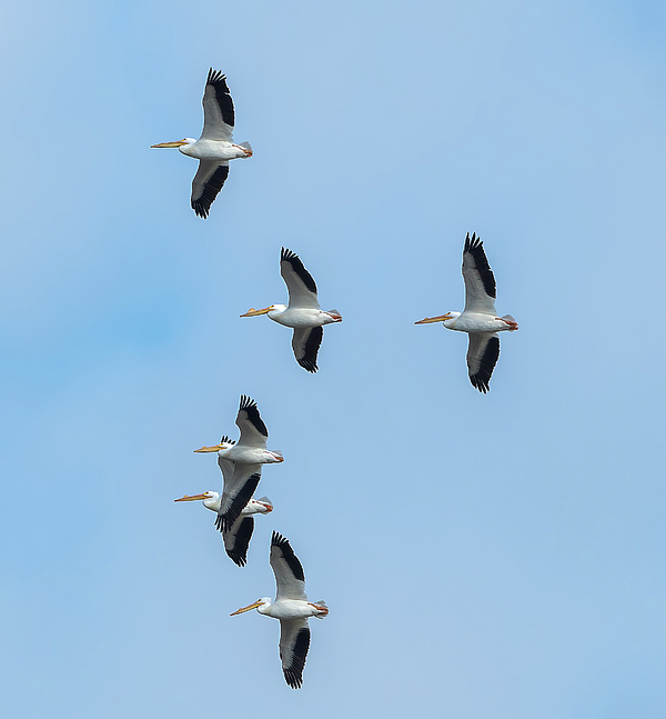 Julie Barrick - American White Pelicans in Flight
