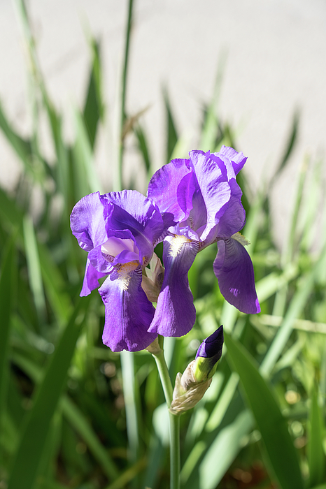 Georgia Mizuleva - Amethyst Purple Iris Blooms at the Garden Edge