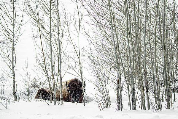 Bison Art