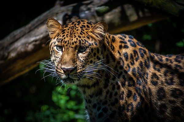 Michael Hills - Amur Leopard