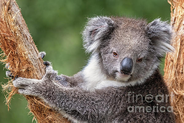 Two koala bears, Phascolarctos cinereus, in an eucalyptus tree