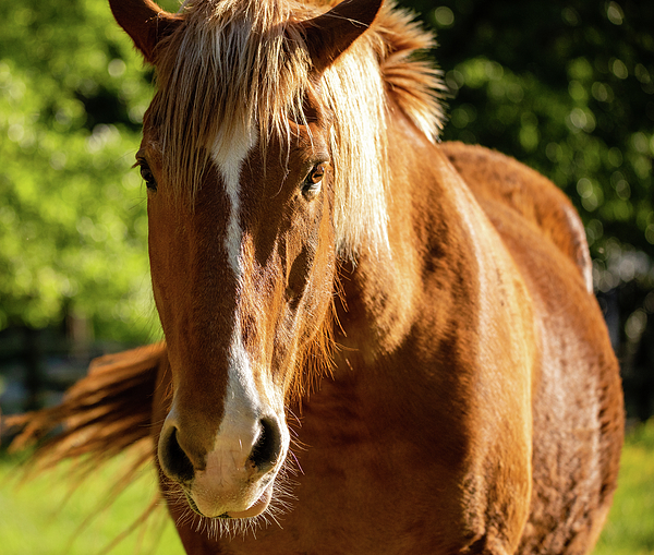 Beige Draft Horse - Diamond Painting 