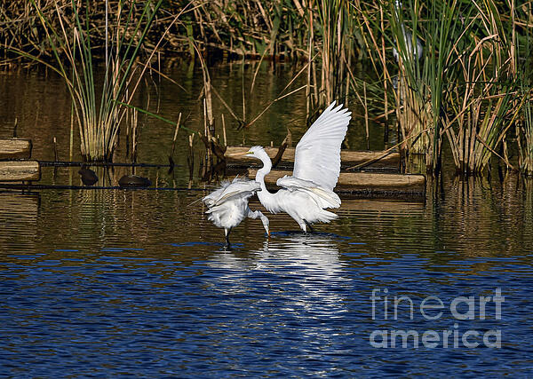 Sandi OReilly - An Egret And Her Young