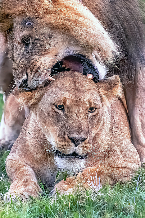 Eric Albright - An Intimate Moment - African Lion