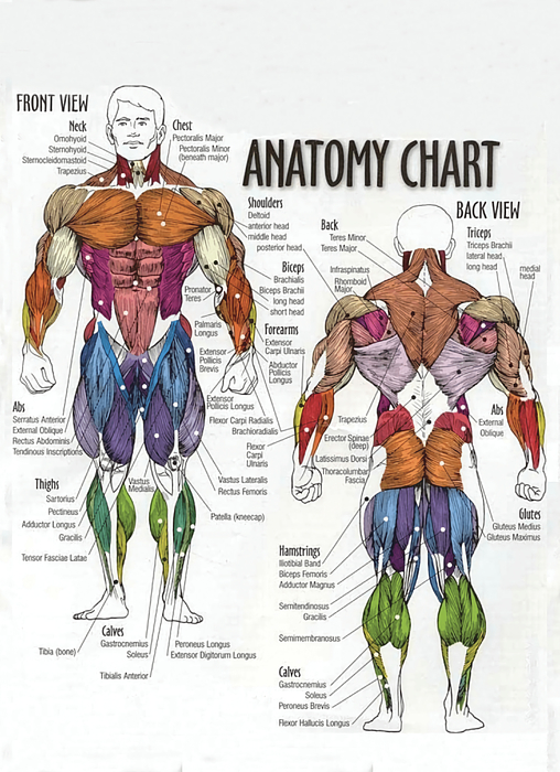 Anatomy Chart Muscle Diagram Photographic Greeting Card by Richards ...