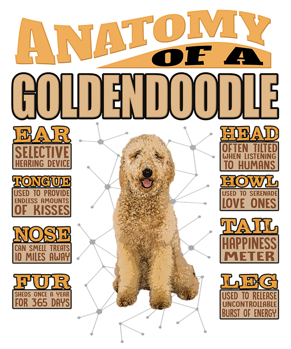 Goldendoodle shirts for sales humans